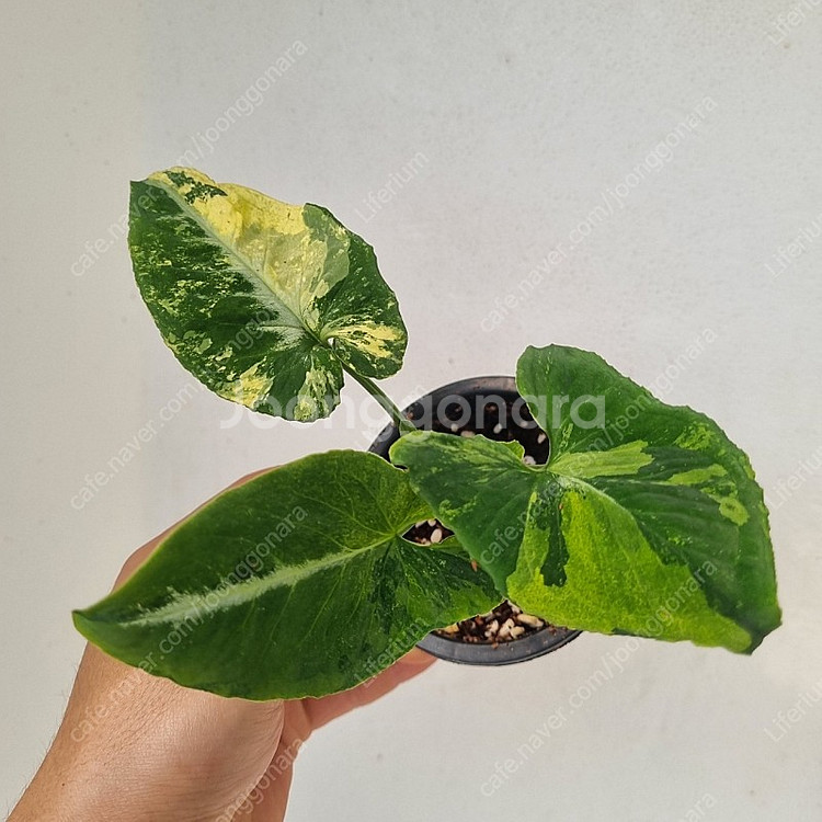 싱고니움 스크램블에그 무천이--1