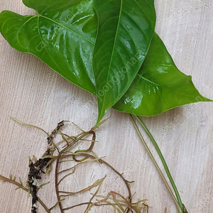 Anthurium bullatus 대품 묘 안스리움 블라투스 블라터스