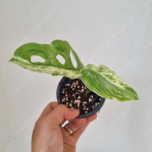 [오천원 or 만원] 안스리움, 아단소니, 에피마블