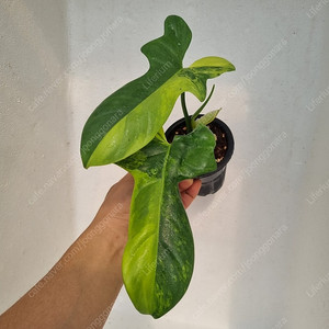 비페니폴리움 바리에가타