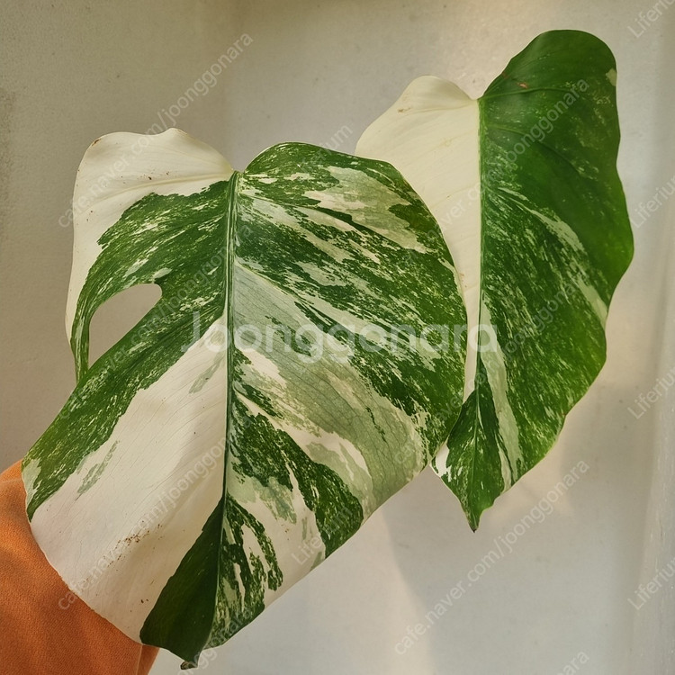 알보 몬스테라 3번 (탑 3장)--0