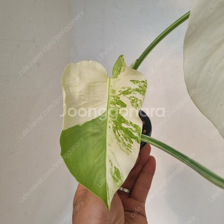 알보 몬스테라 3번 (탑 3장)--1