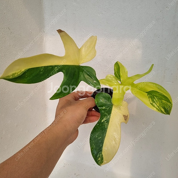 플로리다뷰티 바리--0