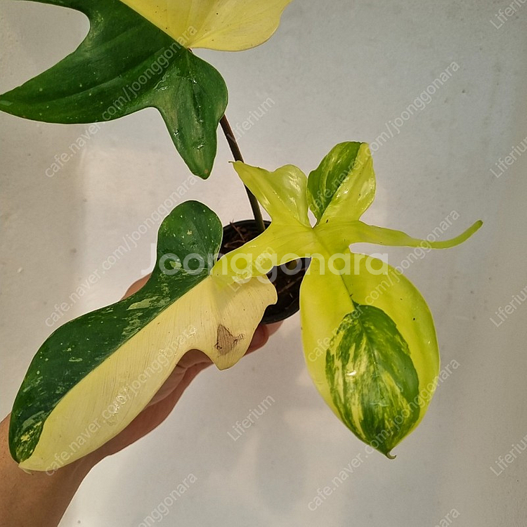 플로리다뷰티 바리--1