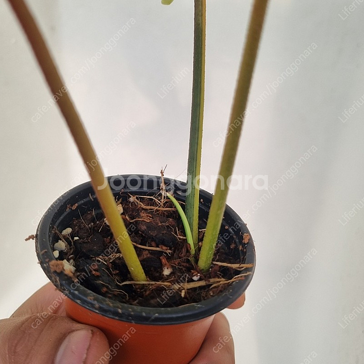 플로리다뷰티 바리--2