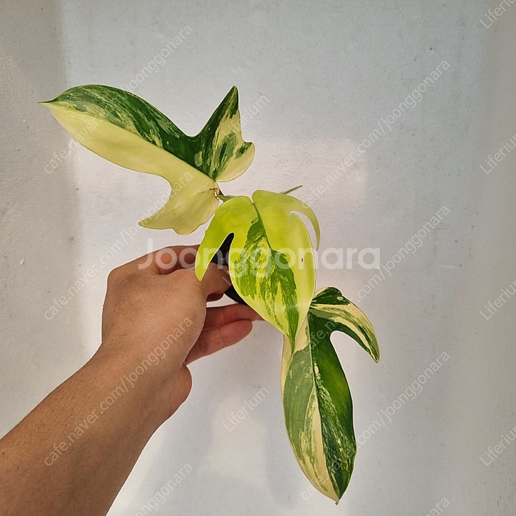 플로리다뷰티 바리--0