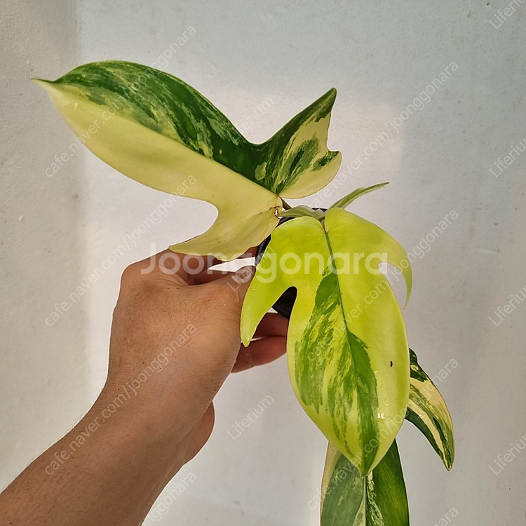 플로리다뷰티 바리--1