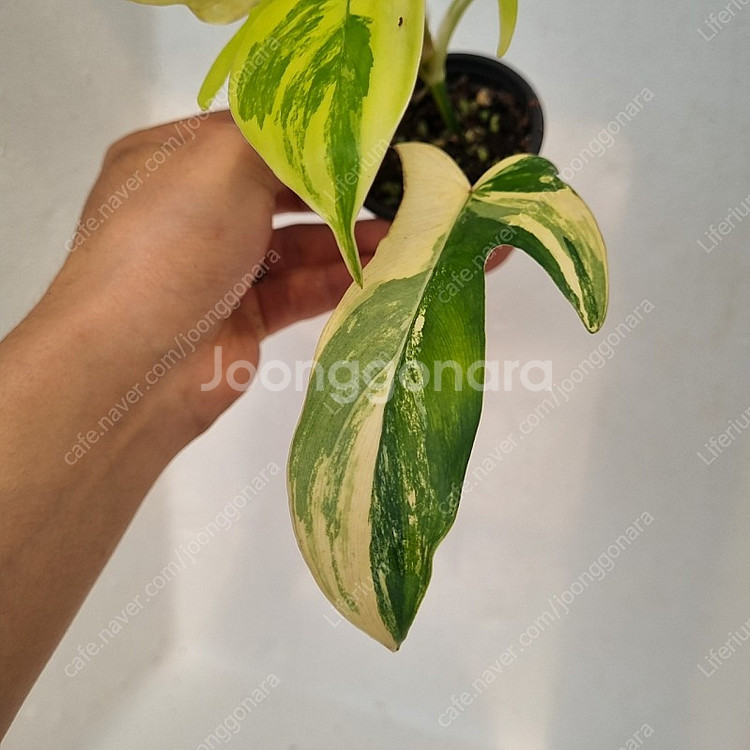 플로리다뷰티 바리--2