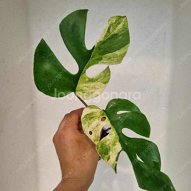 무늬히메 2마디--0