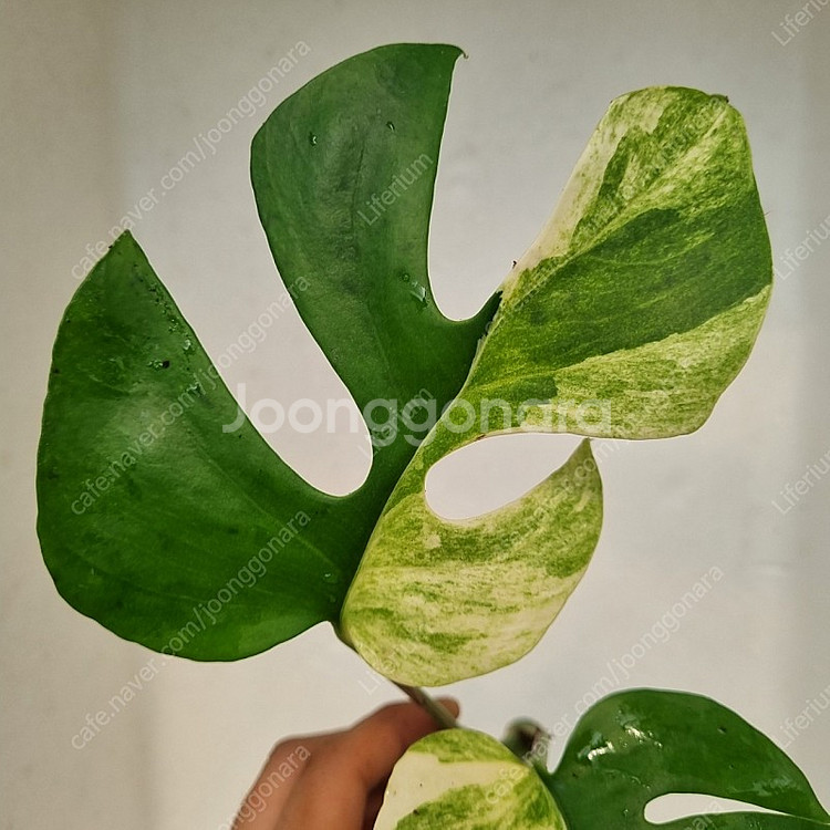 무늬히메 2마디--1