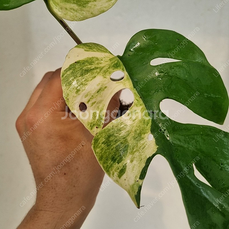 무늬히메 2마디--2