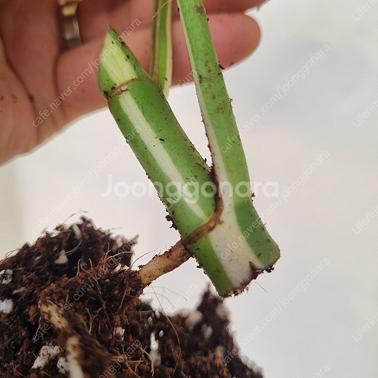 무늬히메 2마디--4