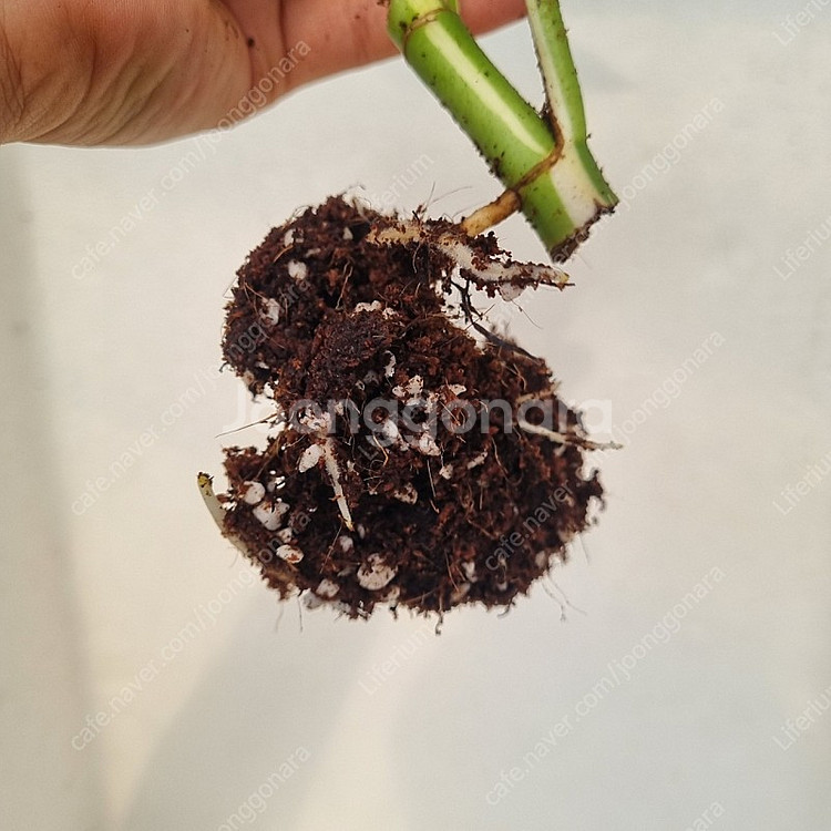 무늬히메 2마디--5