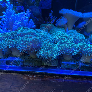 해수산호 장래관래더 프랙