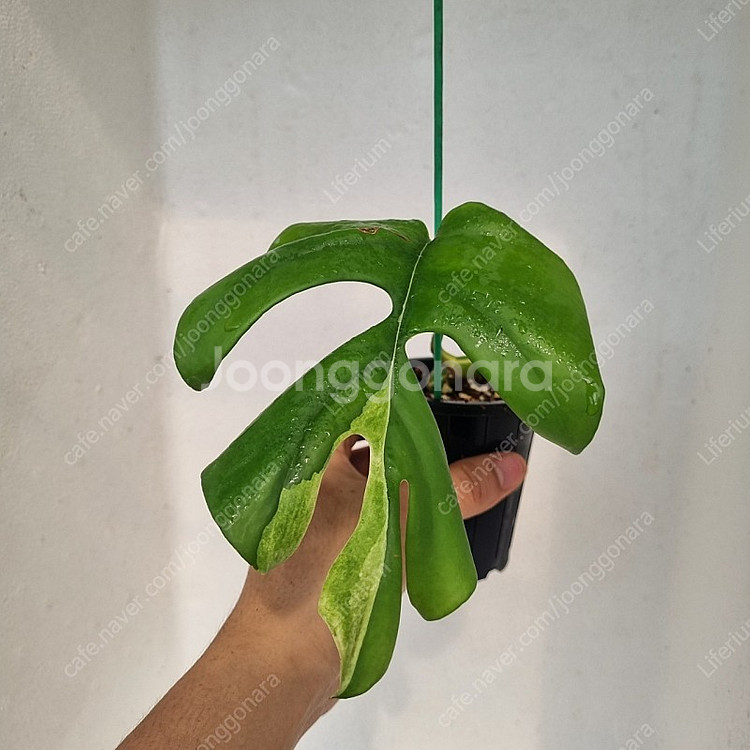 무늬히메몬스테라--0