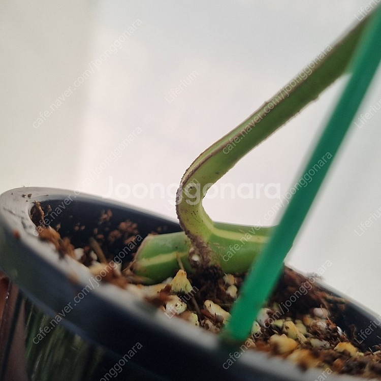 무늬히메몬스테라--1