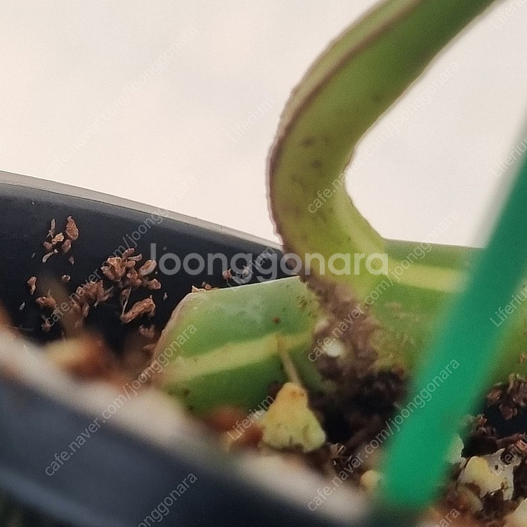 무늬히메몬스테라--2