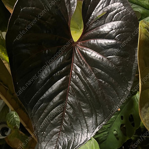 희귀식물 안스리움 무데아넘 잎 40cm 초대품