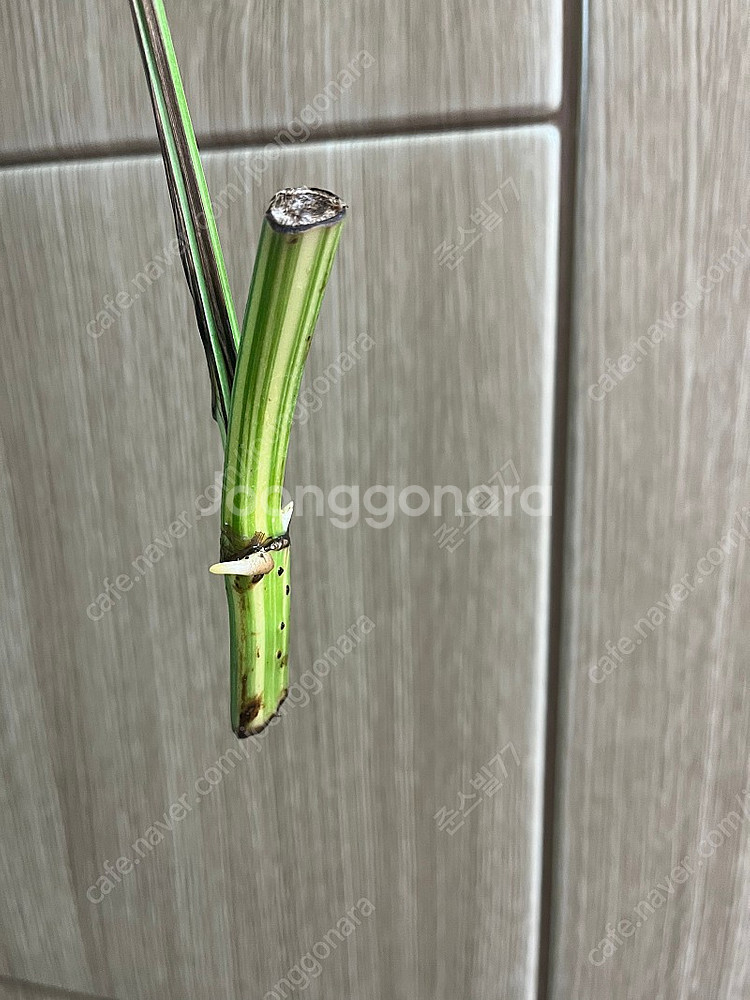 에피바리 , 에피프레넘피나텀바리에가타--2
