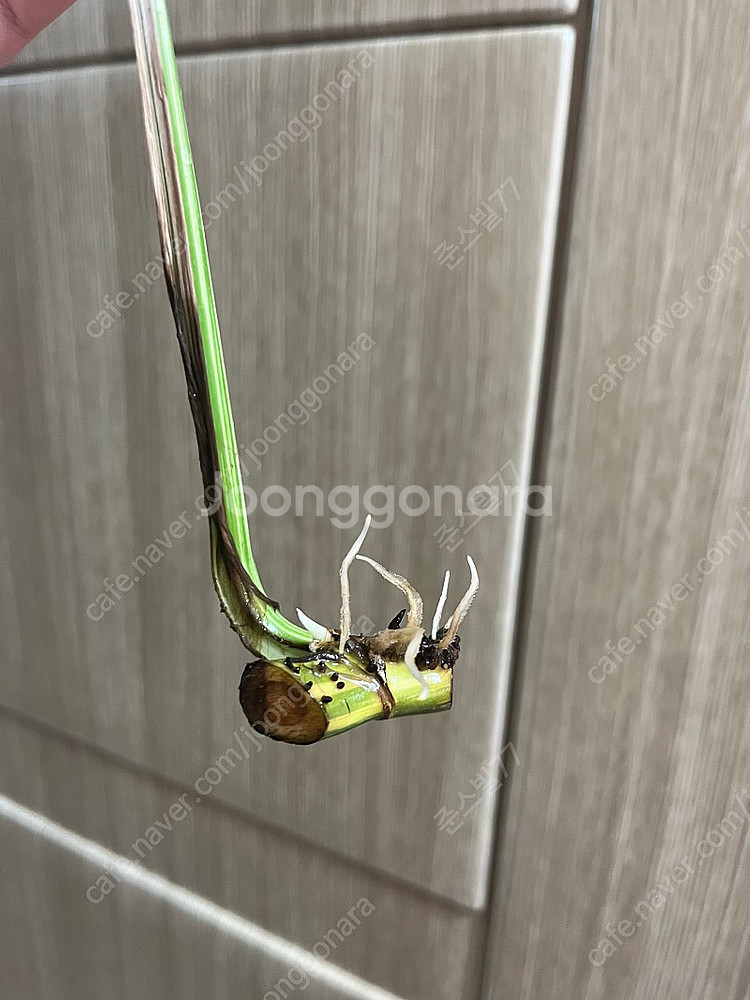 에피바리 , 에피프레넘피나텀바리에가타--4