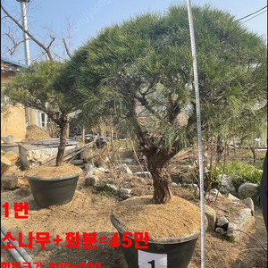 [소나무] 적송 둥근소나무 화분에 심어진 약 23년생 소나무 판매합니다