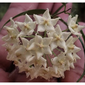 호야 루칸타(hoya leucantha) 희귀식물