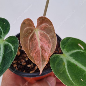 안스리움 크리스탈리넘 하이브리드 바리에가타