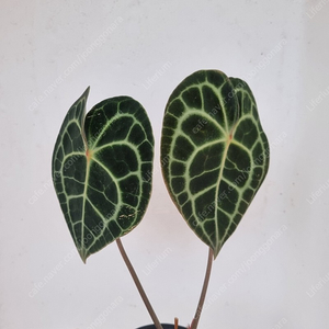 안스리움 클라리네비움 reddot