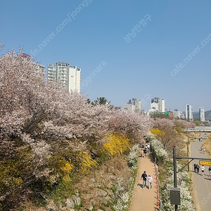 휘닉스평창 블루캐니언 4월 16일 소인1 입장권 삽니다.