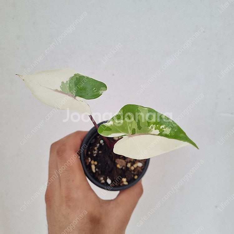 알로카시아 블랙스템 바리에가타--0