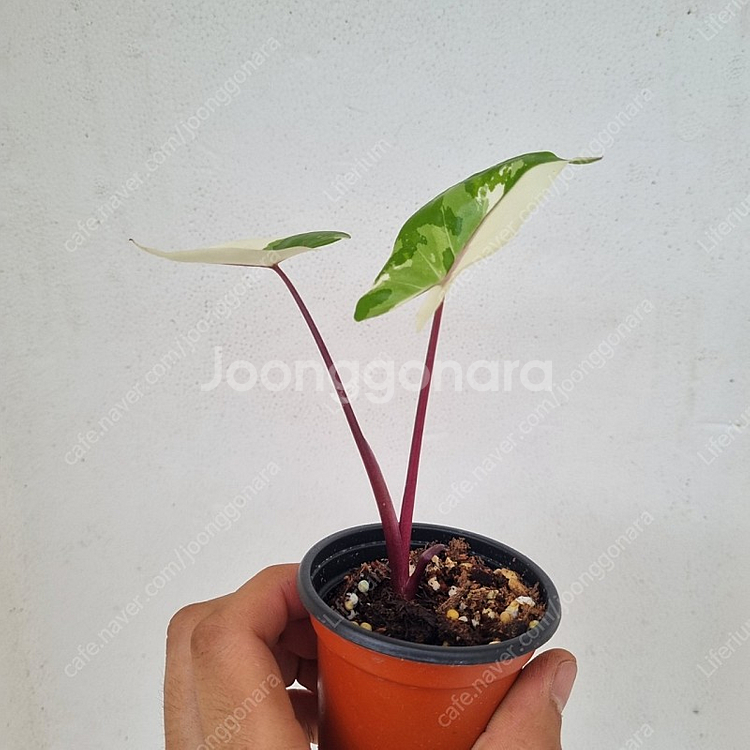 알로카시아 블랙스템 바리에가타--1