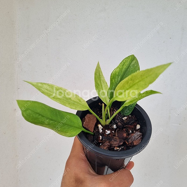 안스리움 비타리폴리움 바리에가타--0