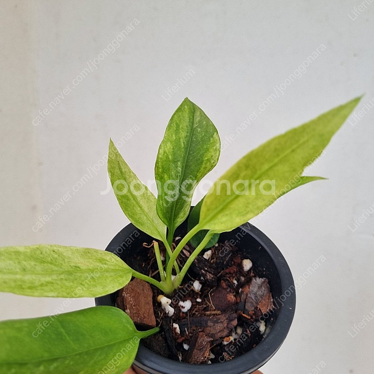 안스리움 비타리폴리움 바리에가타--1