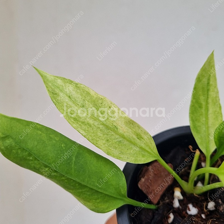 안스리움 비타리폴리움 바리에가타--2