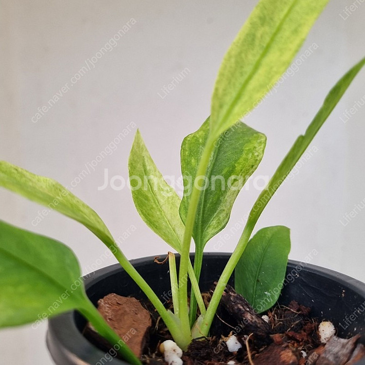 안스리움 비타리폴리움 바리에가타--3