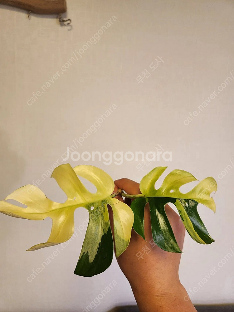 옐로우 히메 몬스테라 탑 <몬스테라-알보-안스리움-필로...--0