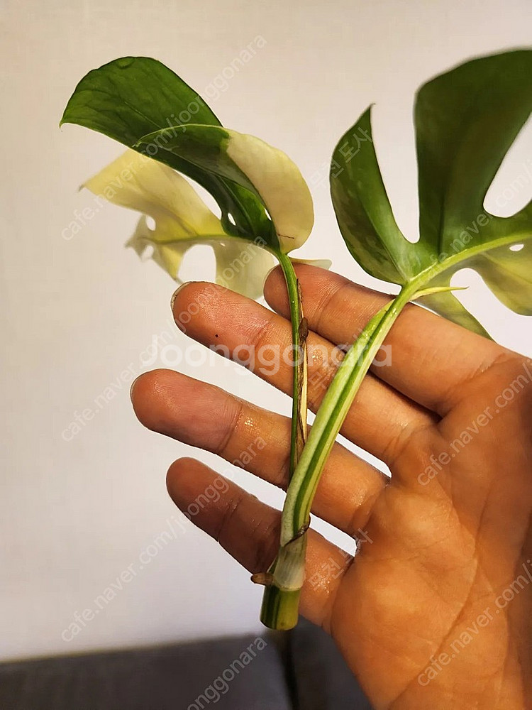 옐로우 히메 몬스테라 탑 <몬스테라-알보-안스리움-필로...--2