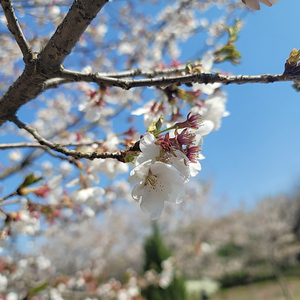 삼성플레이트 전용용기 2구 삽니다!!