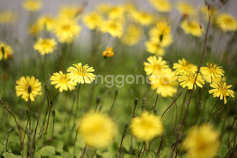 올드렌즈 펜탁스 SMC 타쿠마(TAKUMAR) 55mm 1.8--9