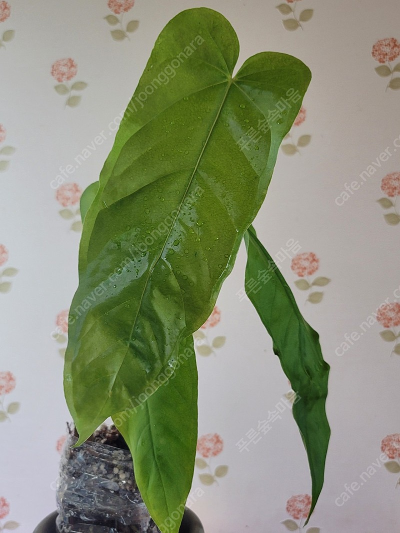 Anthurium bullatus     |  -