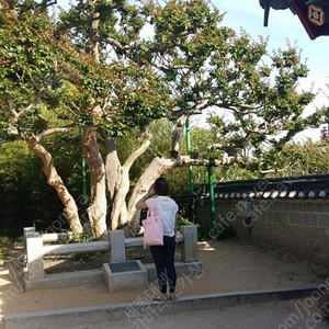 Oxford ReadingTree