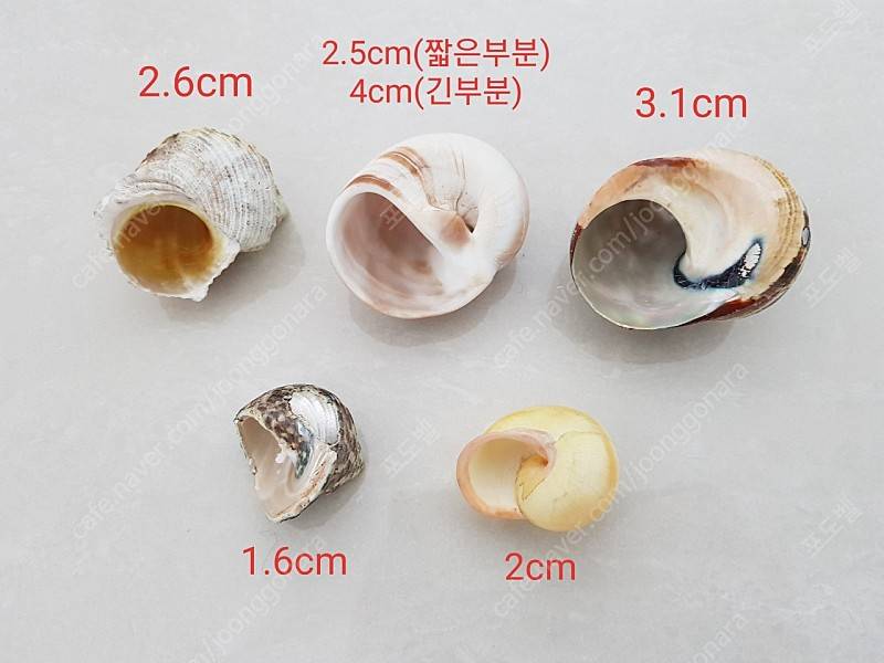 소라게 쉘 / 어항장식용 소라 (일괄)--1