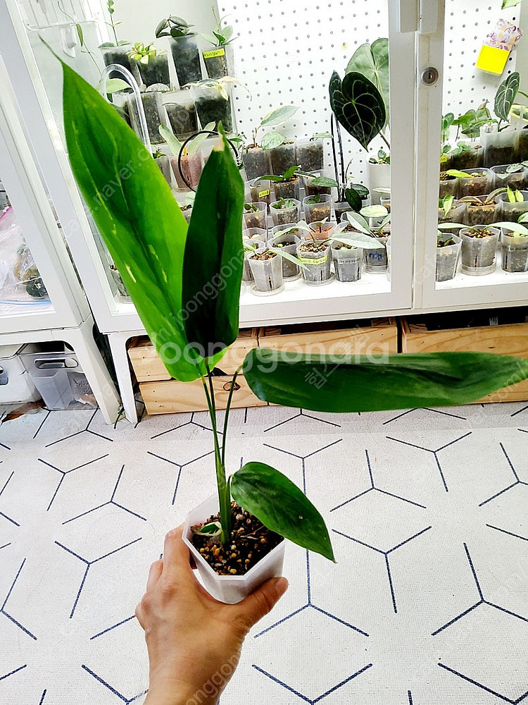 마란타 아룬디네이시아 바리에가타--0