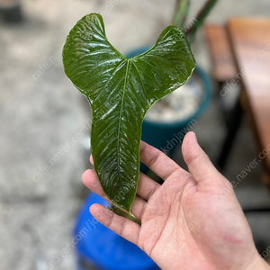 안스리움 이반포틸레, 이반포틸레이 (anthurium ivanportillae) 탑 순화개체 분양합니다!