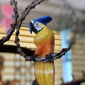 예쁜 앵무새 자연목, 나무에 채색 가로 15 세로 25cm 판매가 45,000/택포 | 중고나라 - 안심되는 중고거래