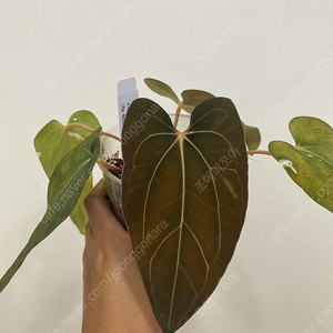 Anthurium carlablackiae x sp. Black Velvet Eastern Panama (BVEP) Tezula