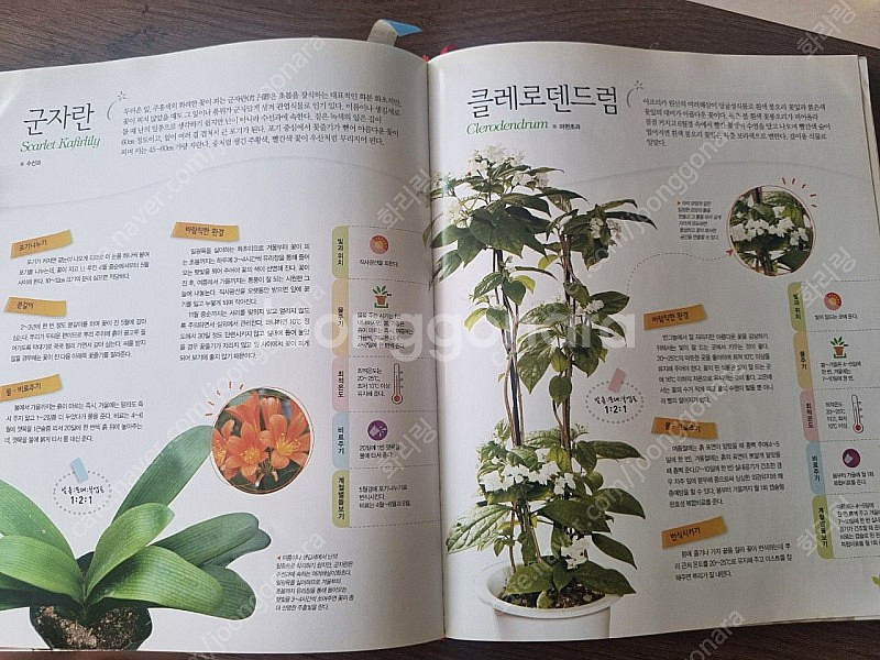공기정화 식물키우기 책--1
