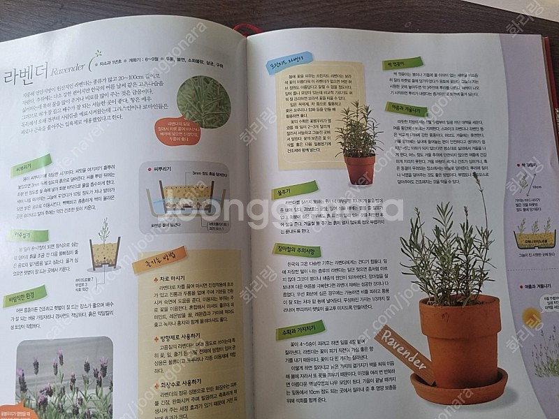 공기정화 식물키우기 책--2