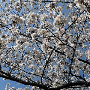 삼성라이온즈 블루존 티켓 삽니다