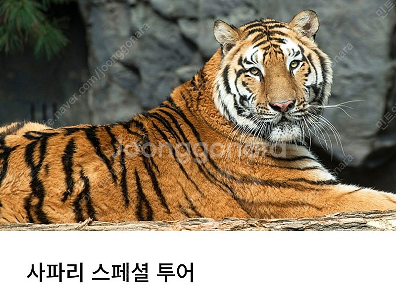 에버랜드 사파리 스페셜 투어 6월 16일, 18일--0